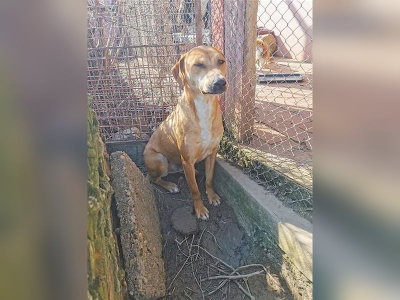 HUGO, bildhübsches Powerpaket sucht aktive und sportliche Menschen