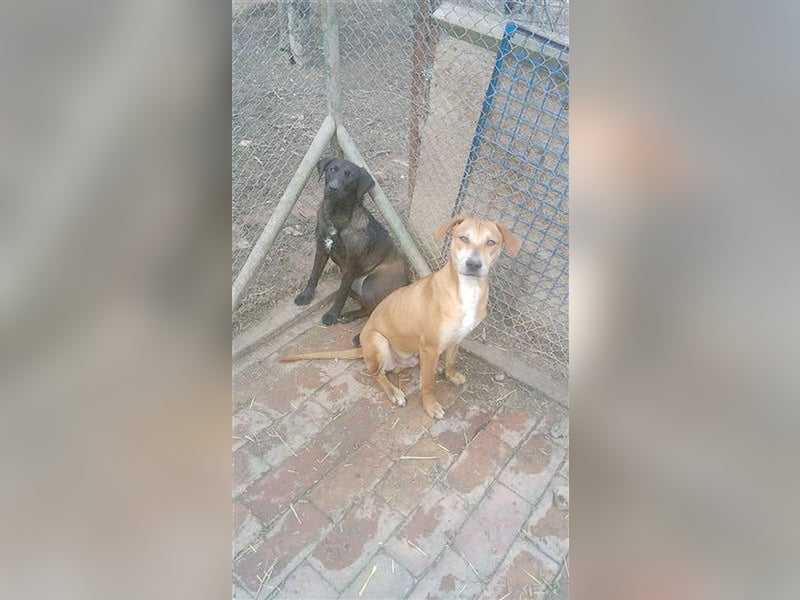 HUGO, bildhübsches Powerpaket sucht aktive und sportliche Menschen