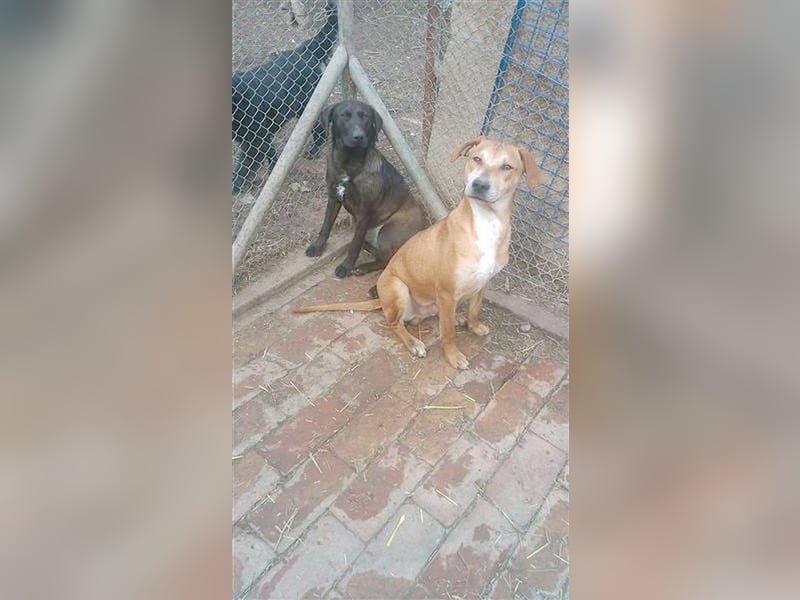 HUGO, bildhübsches Powerpaket sucht aktive und sportliche Menschen