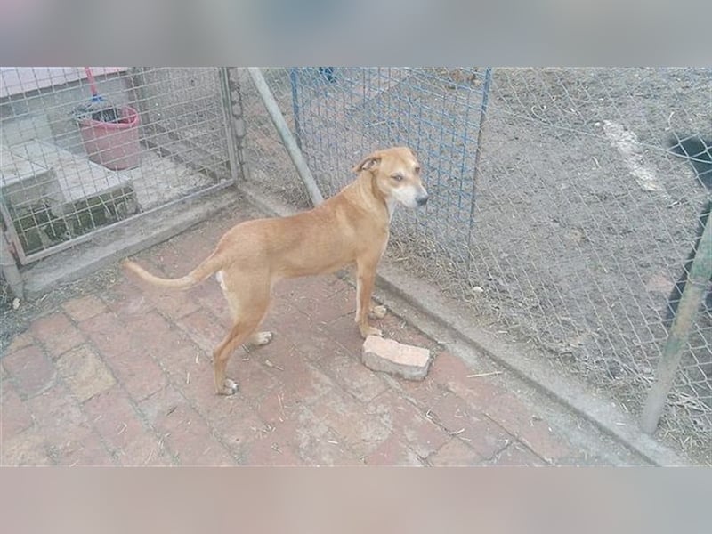 HUGO, bildhübsches Powerpaket sucht aktive und sportliche Menschen