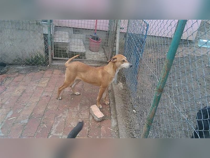 HUGO, bildhübsches Powerpaket sucht aktive und sportliche Menschen