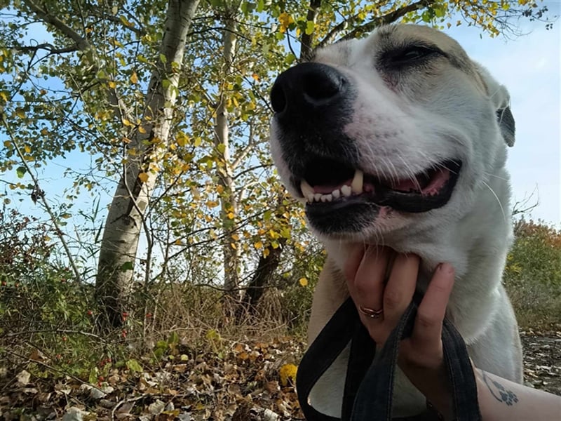 Fleki, freundlicher Rüde, ca. 4 Jahre