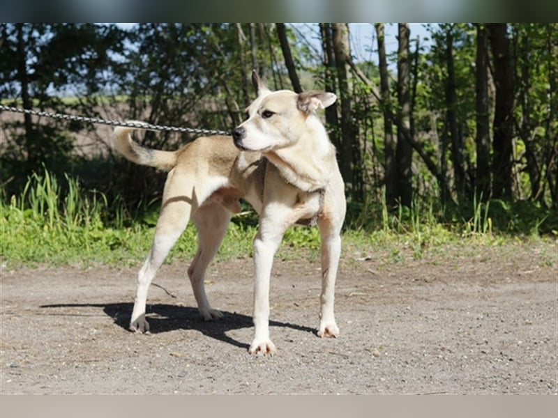 Fleki, freundlicher Rüde, ca. 4 Jahre, ca. 55 cm, 20 kg