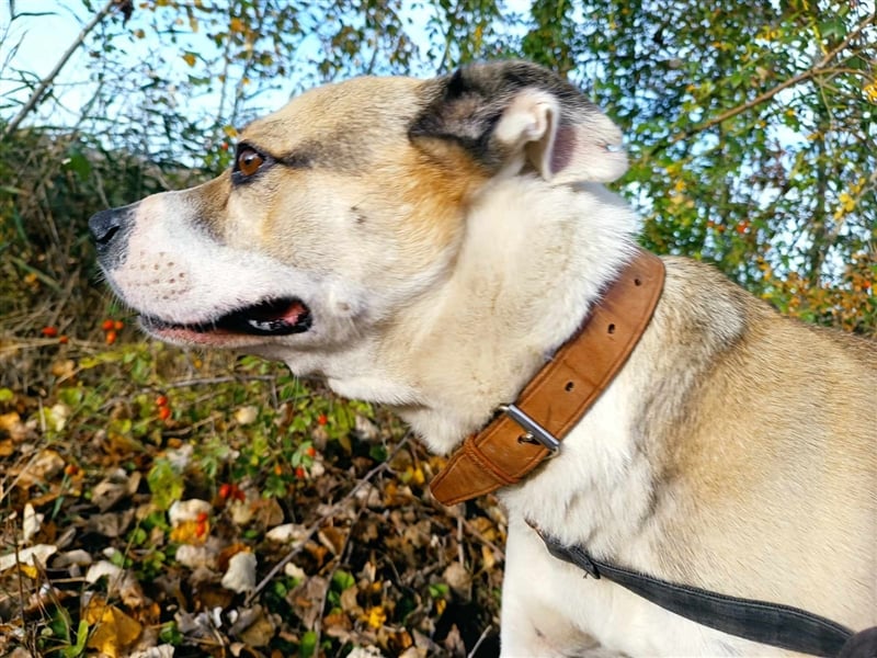 Fleki, freundlicher Rüde, ca. 4 Jahre, ca. 55 cm, 20 kg
