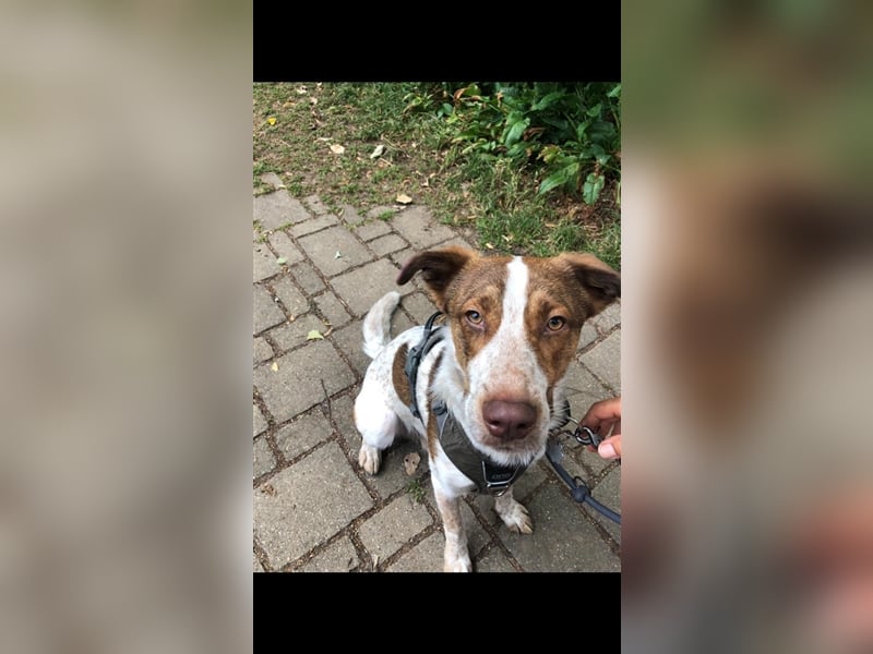 Philly, verträglicher Kumpel, ca. 3 Jahre, ca. 50 cm, ca. 20 kg *in 48691 Vreden*