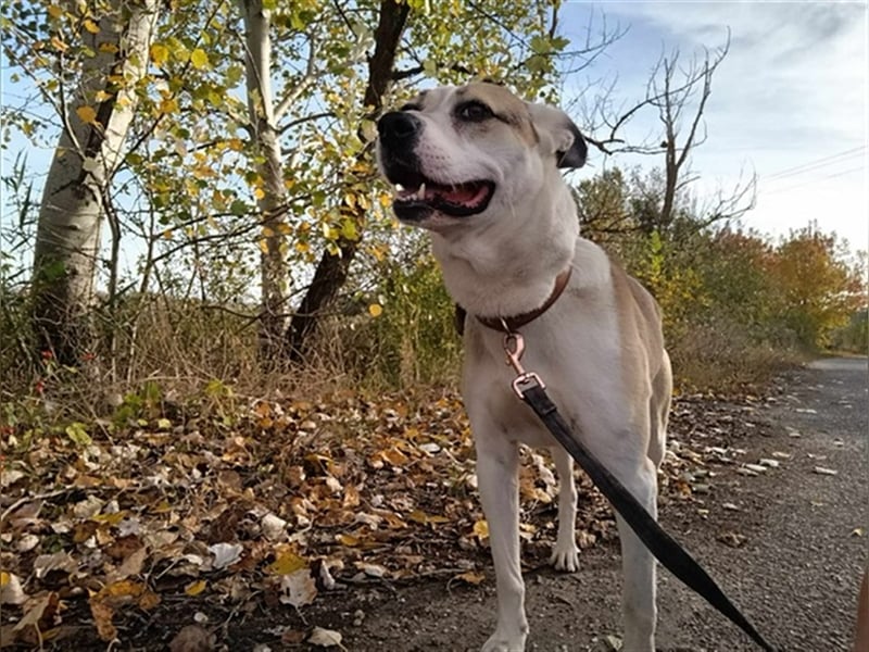Fleki, freundlicher Rüde, ca. 4 Jahre