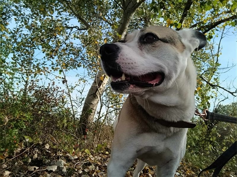 Fleki, freundlicher Rüde, ca. 4 Jahre, ca. 55 cm, 20 kg