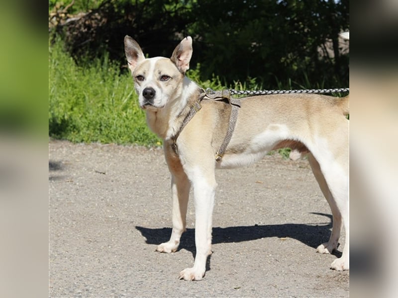 Fleki, freundlicher Rüde, ca. 4 Jahre, ca. 55 cm, 20 kg