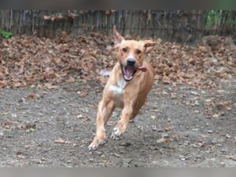 Murphy, ich mag Streicheleinheiten, bin offen und freundlich