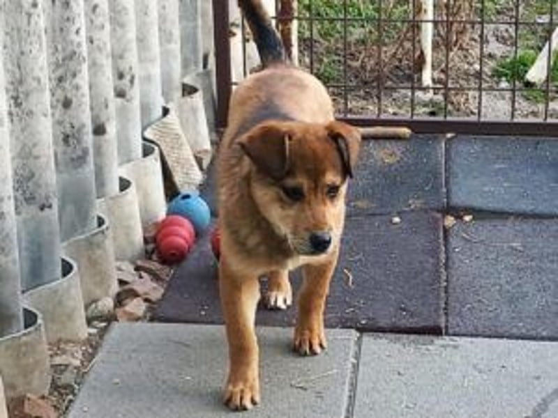 Benni: Auf einer PS in Gyula