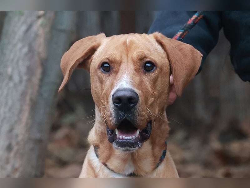 Murphy, ich mag Streicheleinheiten, bin offen und freundlich