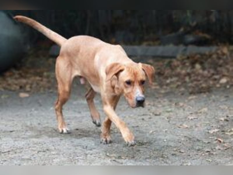 Murphy, ich mag Streicheleinheiten, bin offen und freundlich