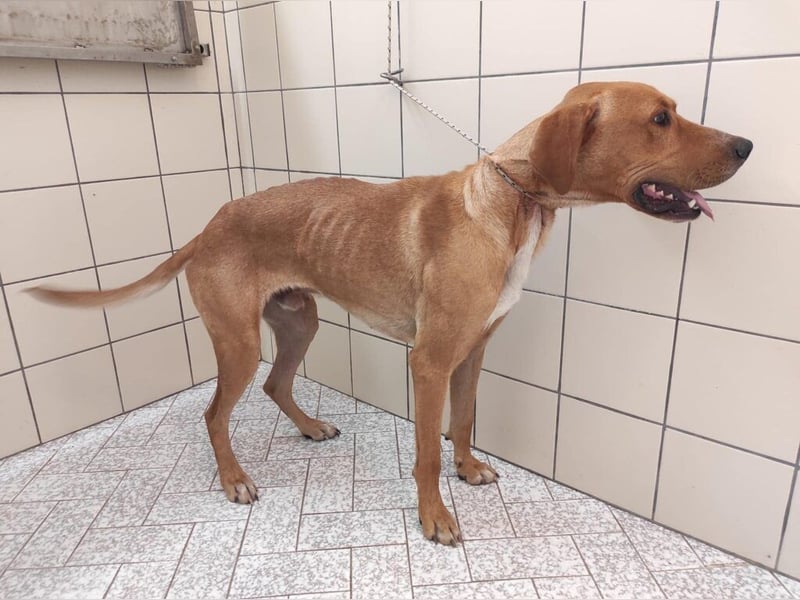 Murphy, ich mag Streicheleinheiten, bin offen und freundlich