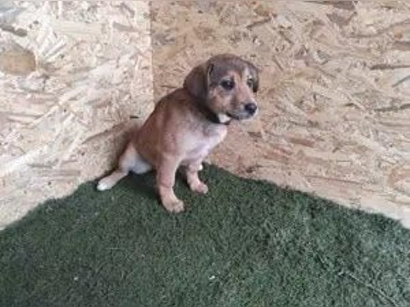 Benni: Auf einer PS in Gyula