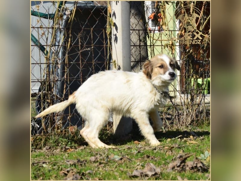 NEMO - Jungspund sucht Familie