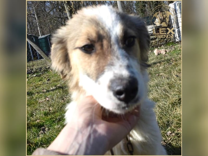 NEMO - Jungspund sucht Familie