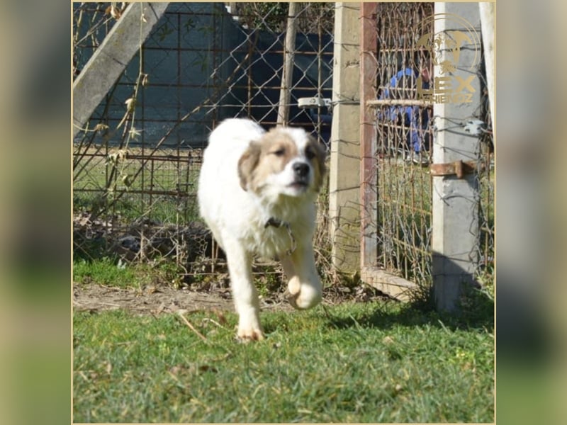 NEMO - Jungspund sucht Familie