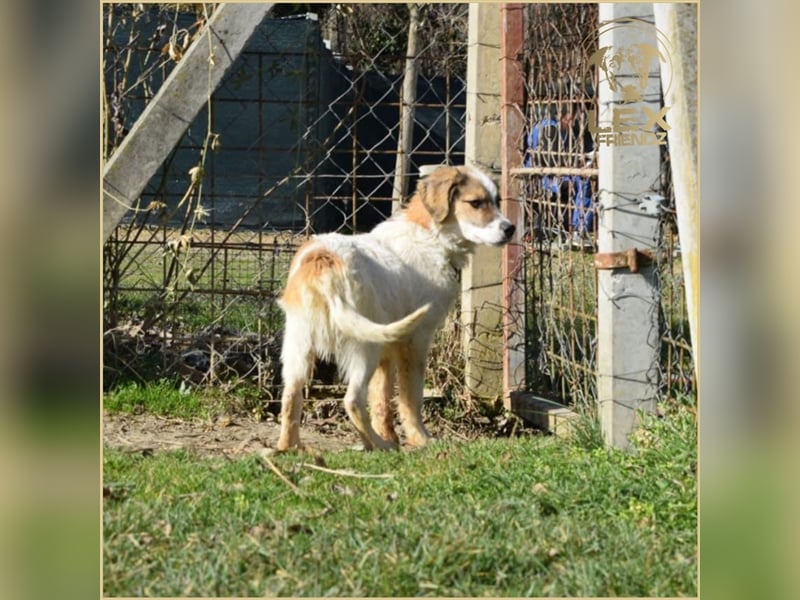 NEMO - Jungspund sucht Familie