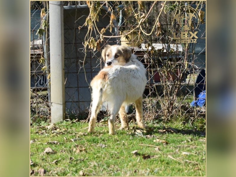 NEMO - Jungspund sucht Familie