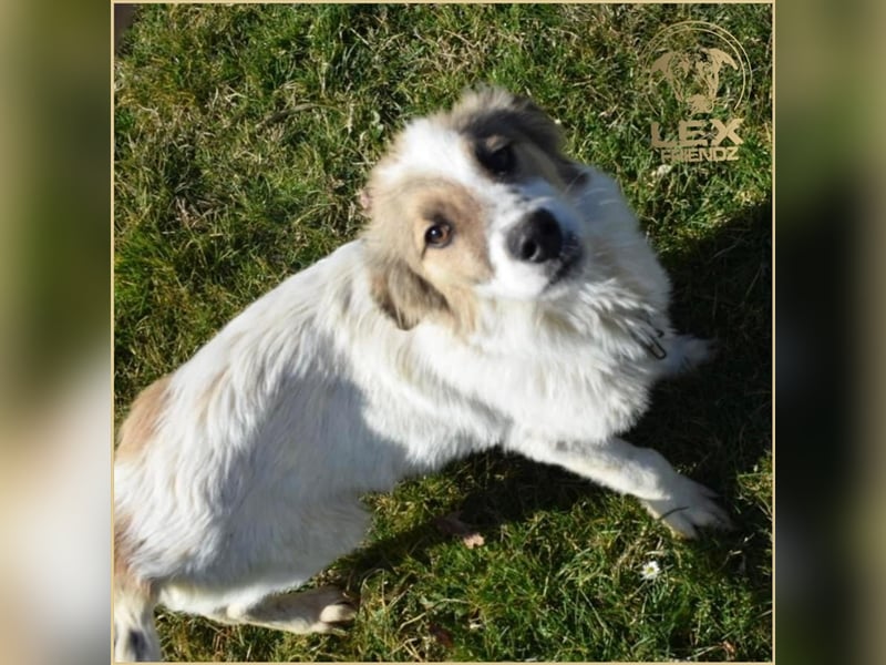 NEMO - Jungspund sucht Familie