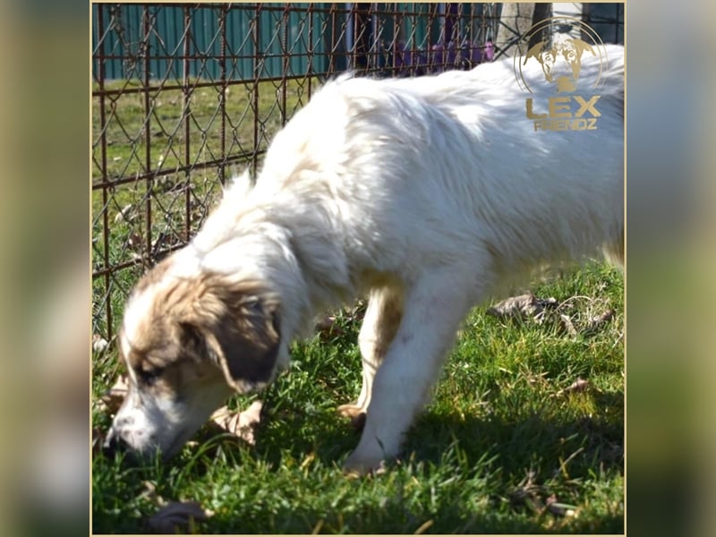NEMO - Jungspund sucht Familie