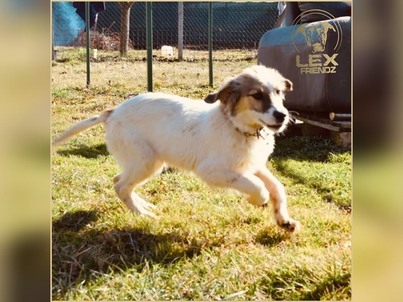 NEMO - Jungspund sucht Familie