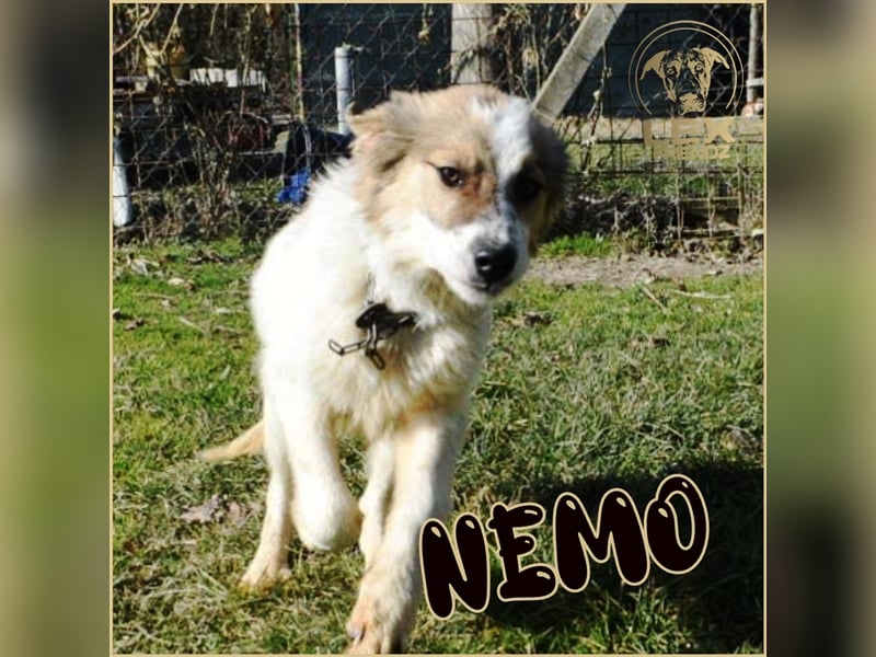NEMO - Jungspund sucht Familie