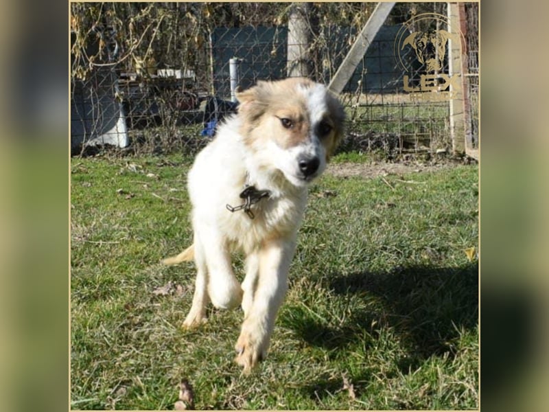 NEMO - Jungspund sucht Familie