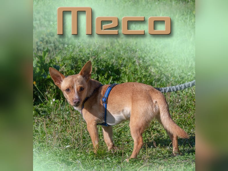 Meco – ruhig und lieb