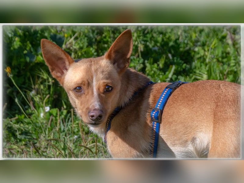 Meco – ruhig und lieb