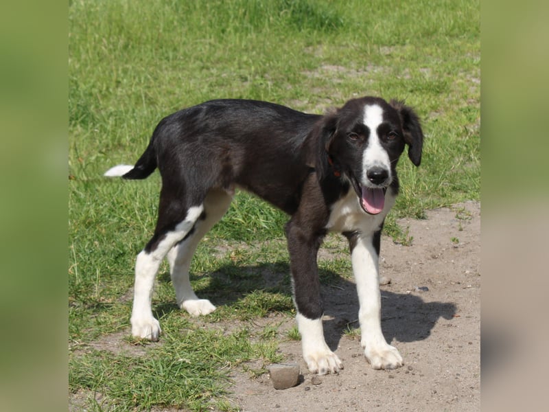 Moritz - liebevolles kuschliges Körbchen gesucht