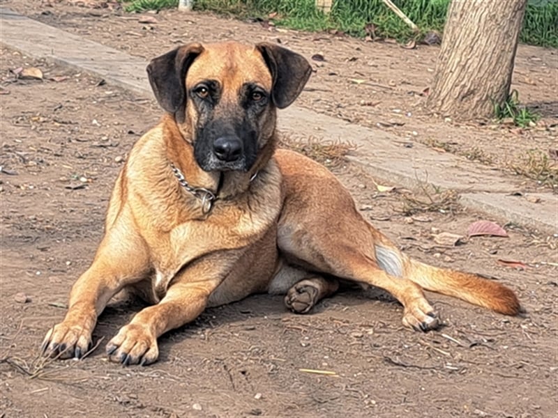 Charlie ( * 02.2021 ) sucht seine eigene Familie
