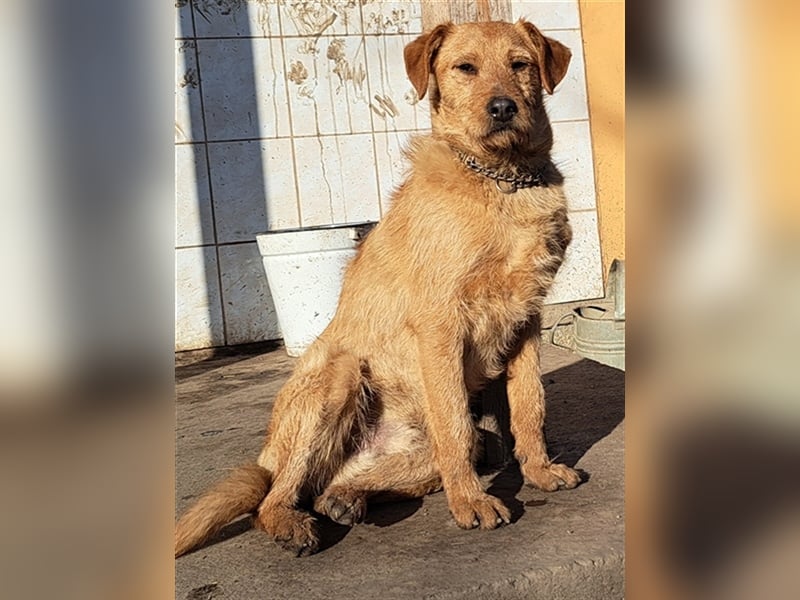 Bear ( * 03.2023 ) sucht seine Menschen