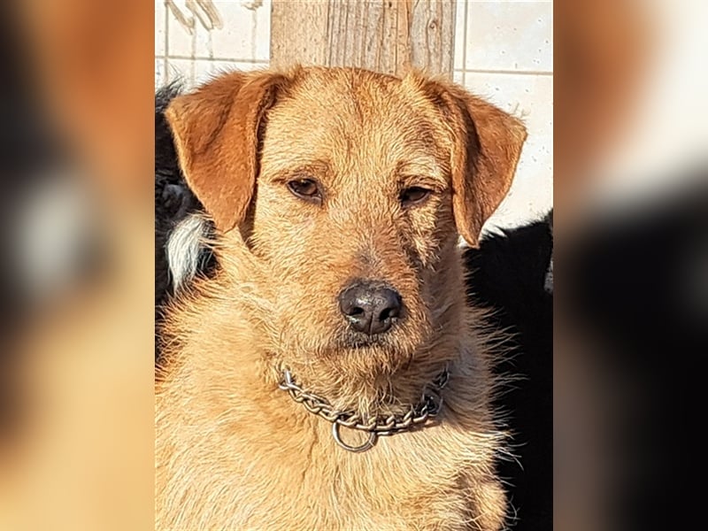Bear ( * 03.2023 ) sucht seine Menschen