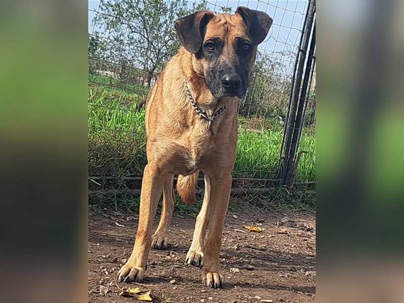 Charlie ( * 02.2021 ) sucht seine eigene Familie
