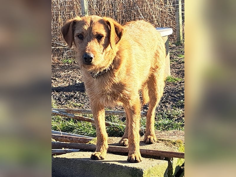 Bear ( * 03.2023 ) sucht seine Menschen
