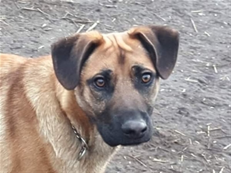 Charlie ( * 02.2021 ) sucht seine eigene Familie