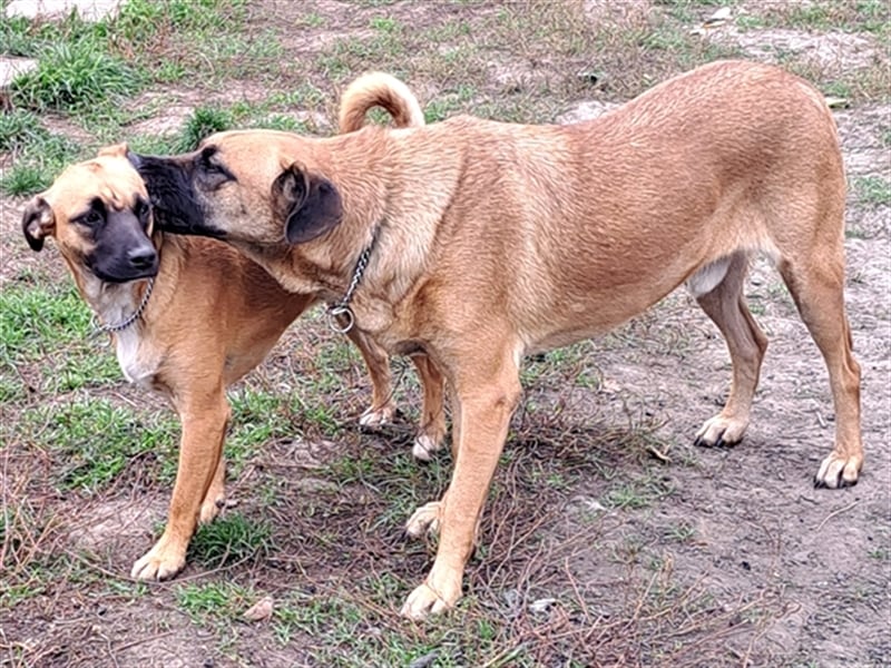 Charlie ( * 02.2021 ) sucht seine eigene Familie