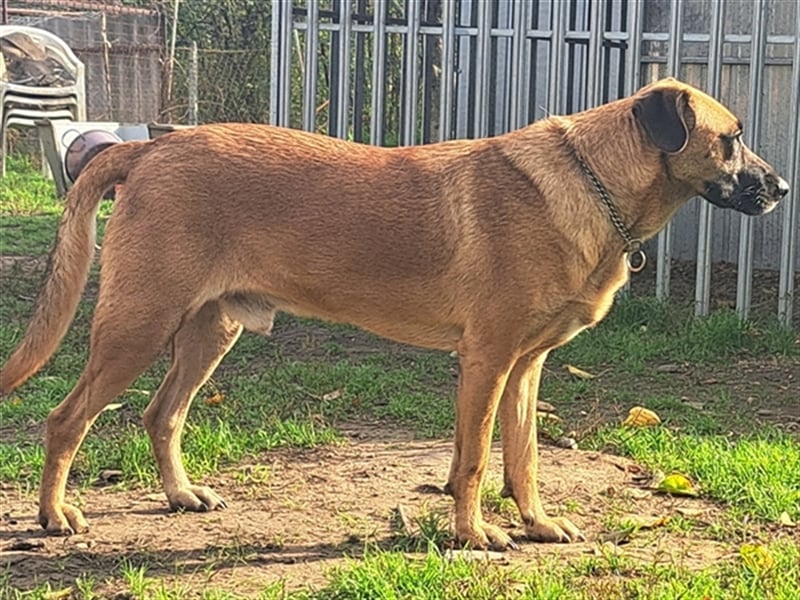 Charlie ( * 02.2021 ) sucht seine eigene Familie