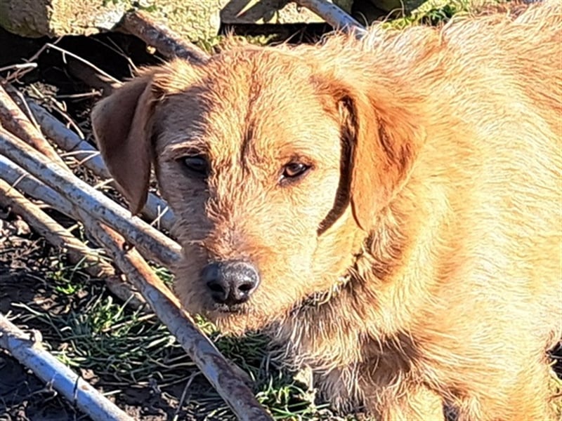 Bear ( * 03.2023 ) sucht seine Menschen