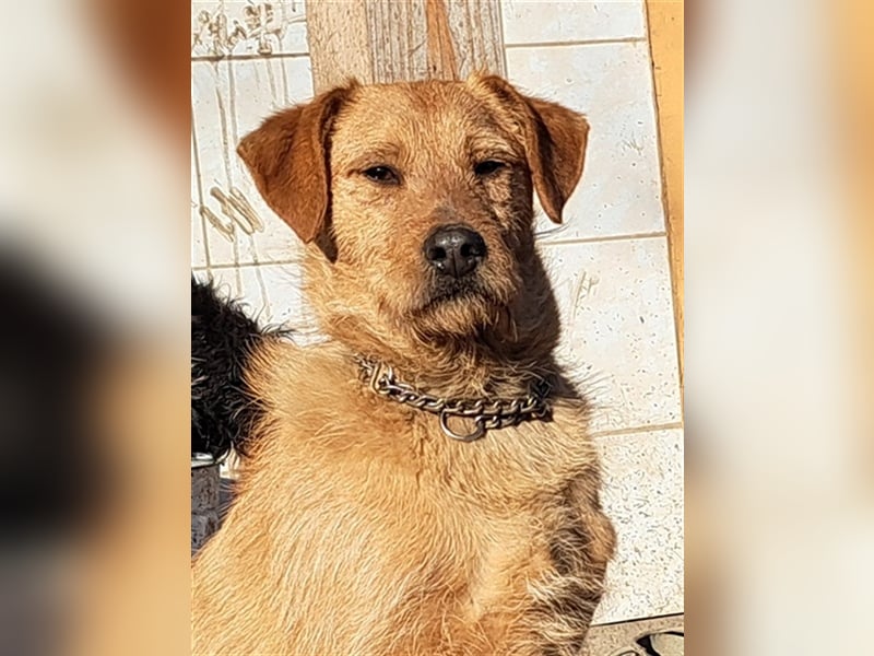 Bear ( * 03.2023 ) sucht seine Menschen