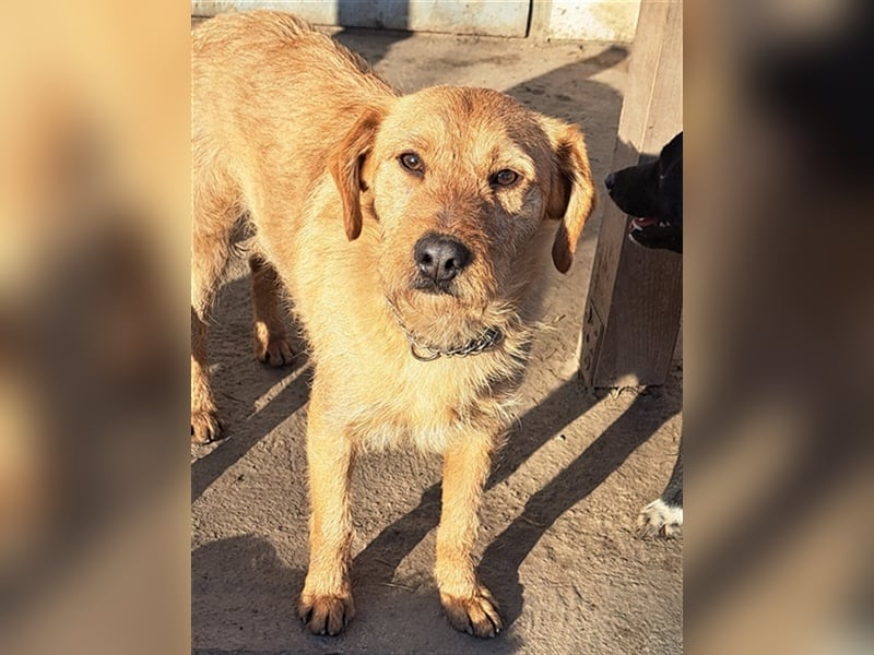 Bear ( * 03.2023 ) sucht seine Menschen