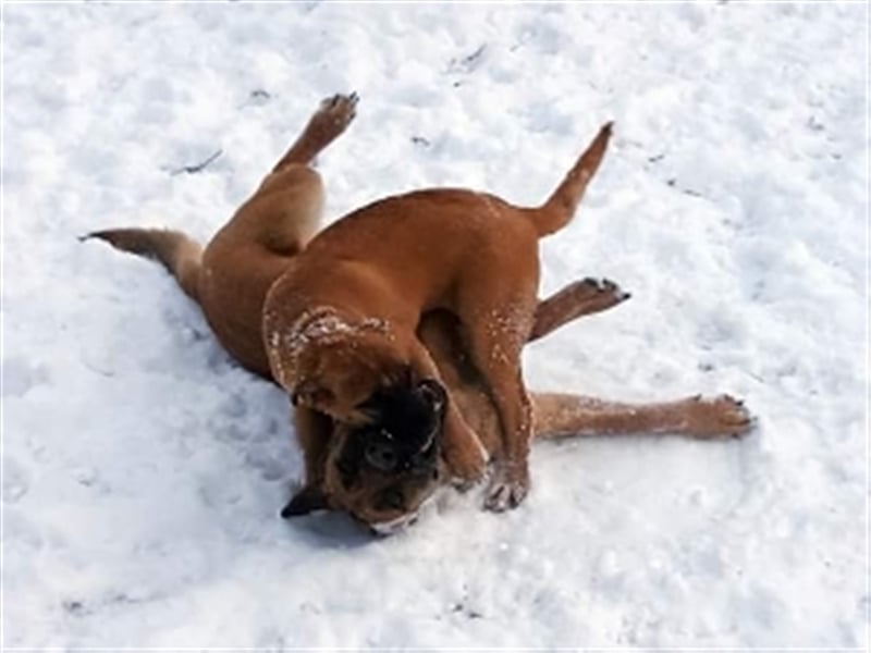 Charlie ( * 02.2021 ) sucht seine eigene Familie