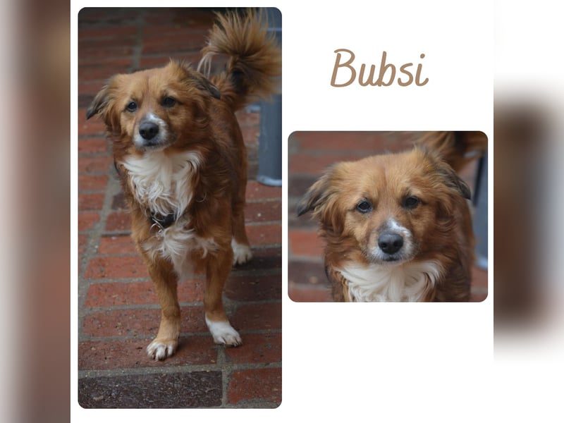 Bubsi