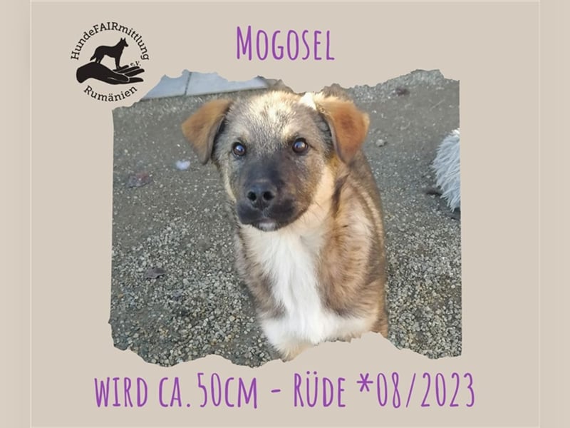 Mogosel - Jungspund, *08/2023, wird ca. 50cm hoch, sucht ein liebevolles Zuhause