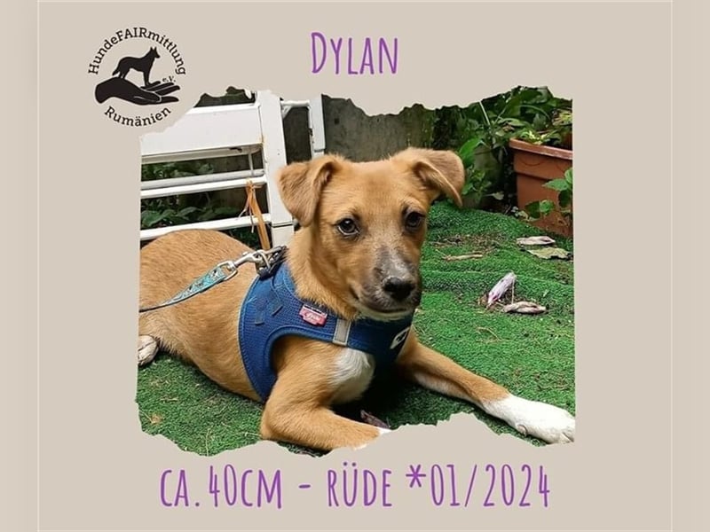 Dylan