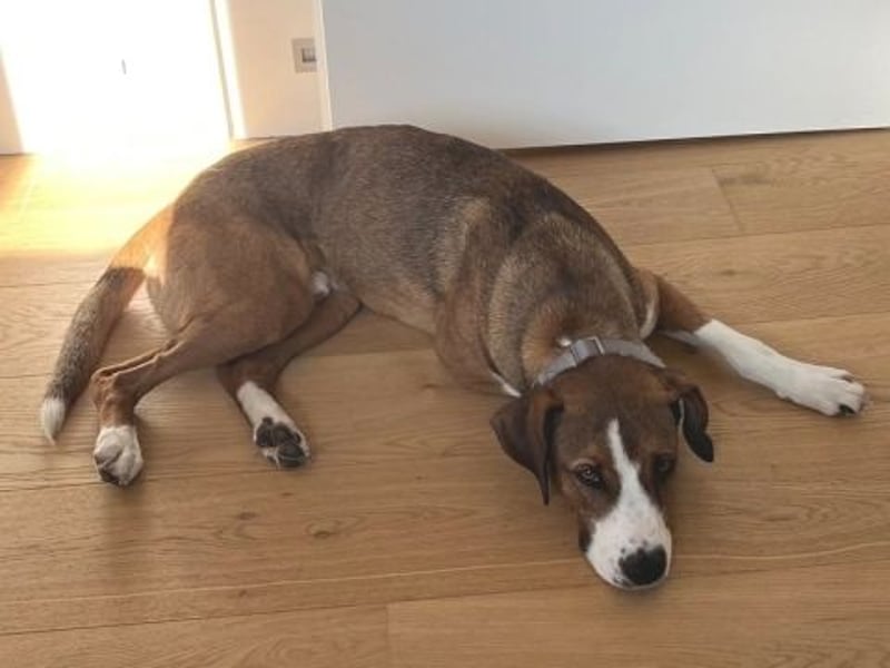 Terry - ein Herz auf 4 Pfoten sucht seine Familie