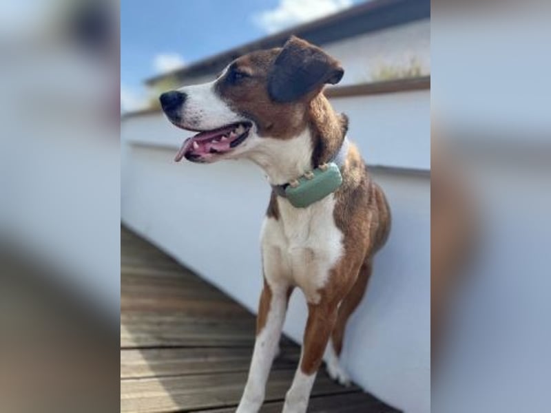 Terry - ein Herz auf 4 Pfoten sucht seine Familie