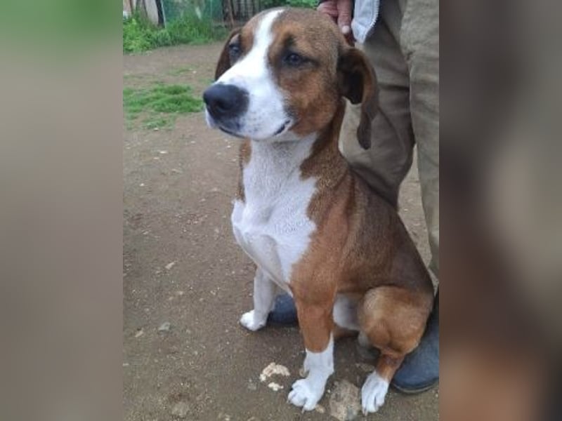Terry - ein Herz auf 4 Pfoten sucht seine Familie