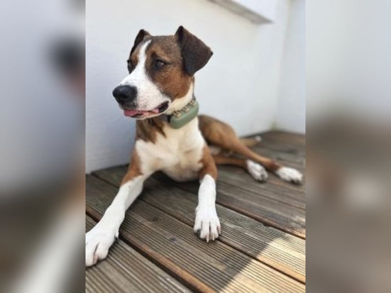 Terry - ein Herz auf 4 Pfoten sucht seine Familie